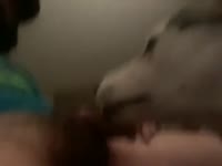 Cock licking dog